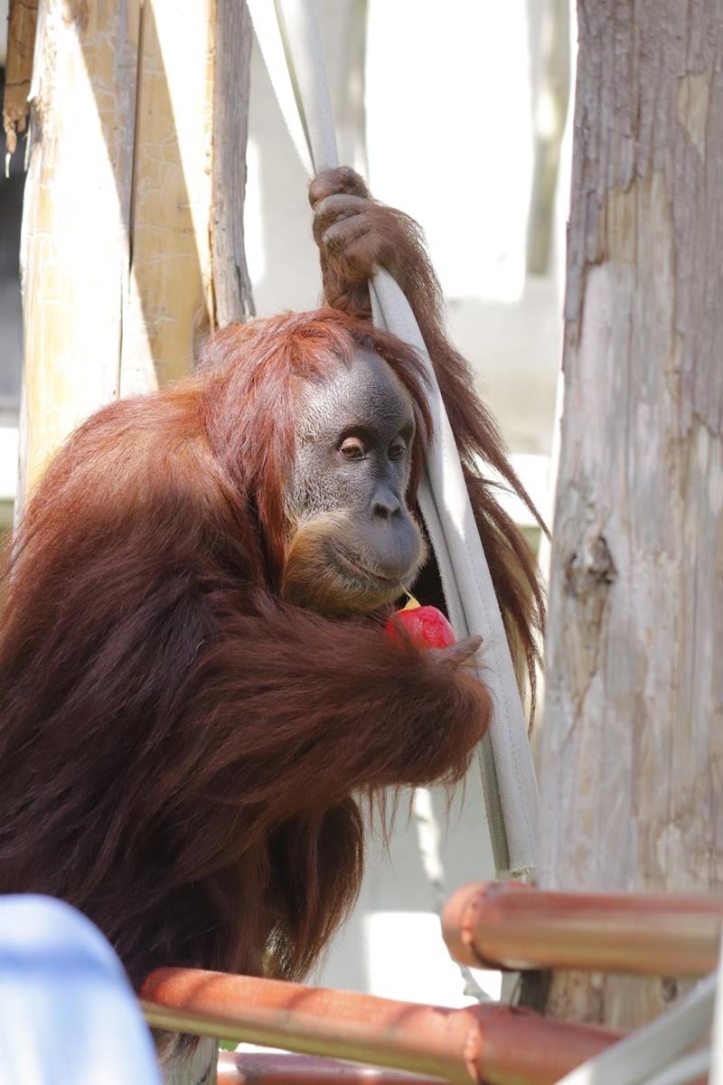 市川市動植物園に来園予定のスマトラオランウータン「ウラン」(豊橋総合動植物公園提供)