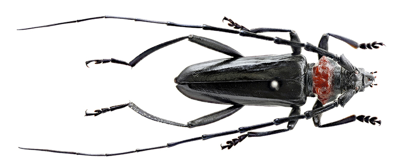雄のクビアカツヤカミキリの成虫(県立中央博物館提供)