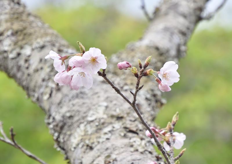 開花が宣言された城山公園の桜=24日、館山市