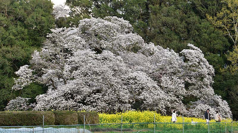 見頃を迎えたヤマザクラ「吉高の大桜」。樹齢４００年以上といわれる巨木による圧巻の景観＝７日、印西市