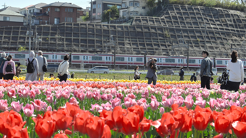 見頃を迎えている約100種60万本のチューリップ=15日、佐倉市の佐倉ふるさと広場