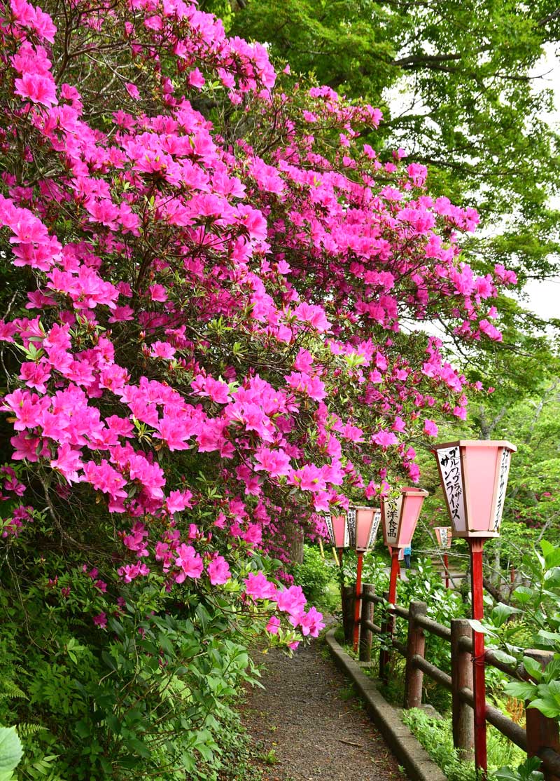 見頃を迎えた小見川城山公園のツツジ=香取市
