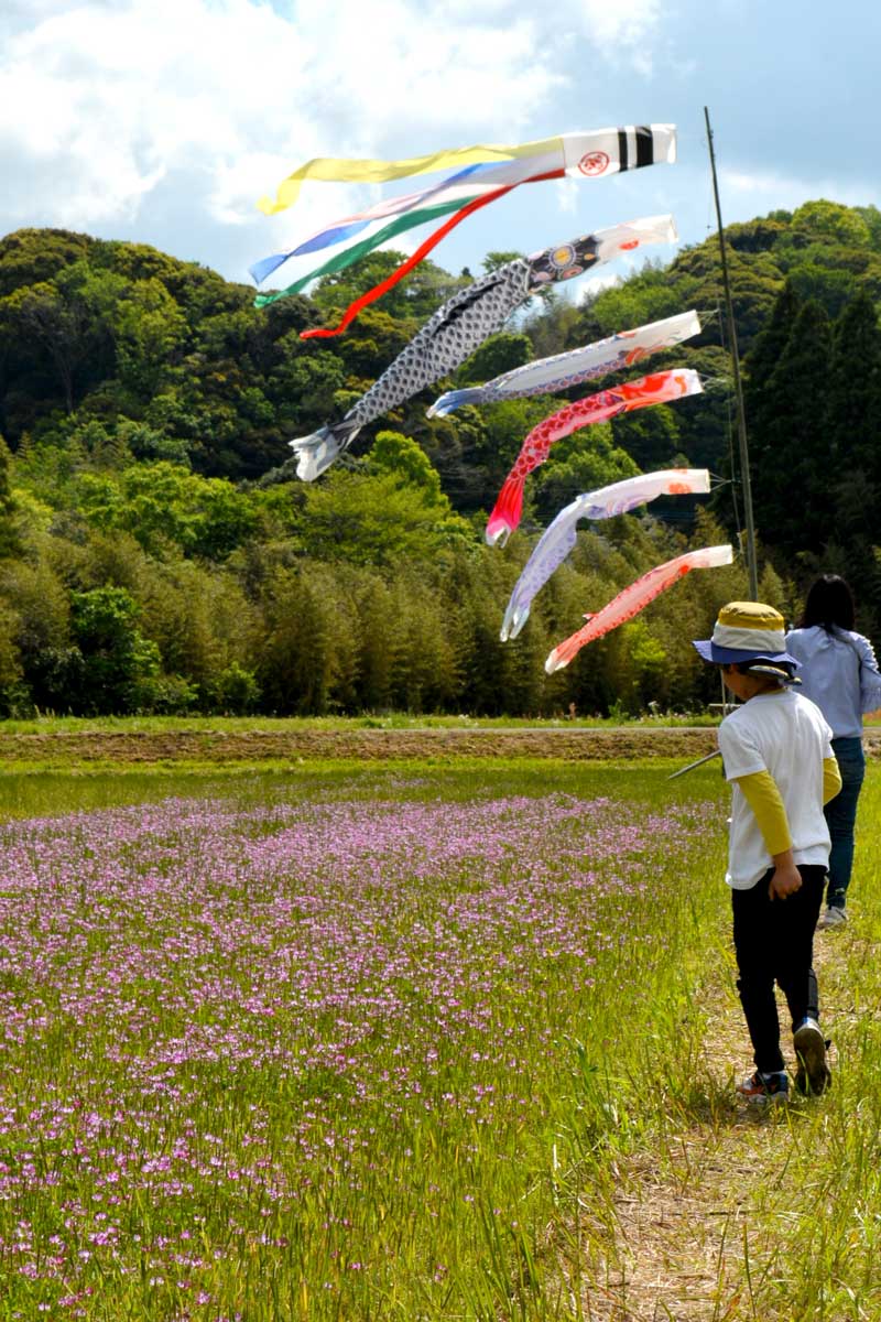 下大多喜地区の田んぼに植えられたレンゲ。こいのぼりが遊泳し、すぐ近くで地域イベントが行われた＝２９日、大多喜町