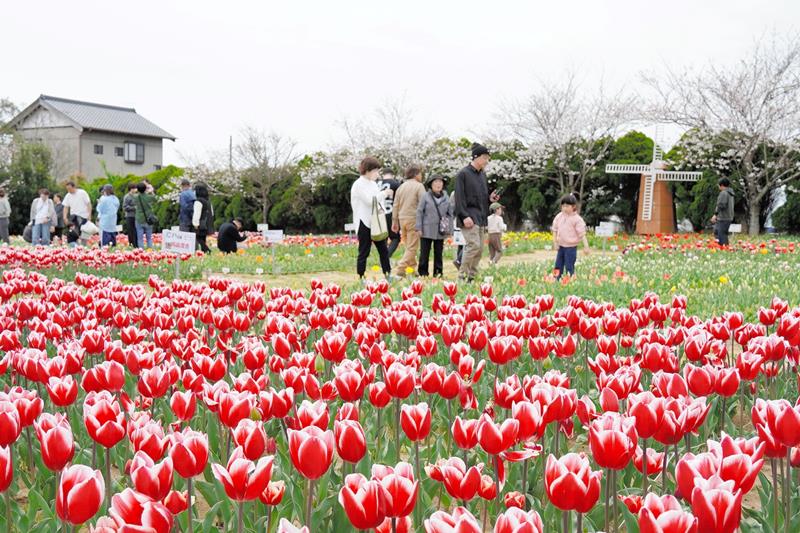 チューリップを楽しむ人たちでにぎわいを見せる広場=6日、匝瑳市