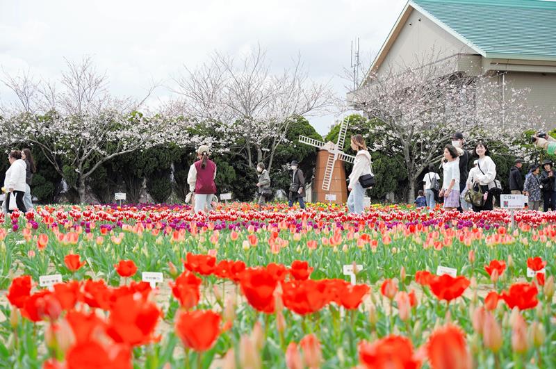 開花した色とりどりのチューリップを楽しむ人たち=6日、匝瑳市