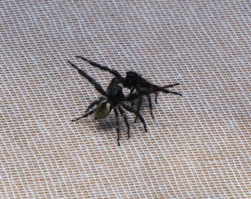 両脚を大きく開いて威嚇し合うネコハエトリ