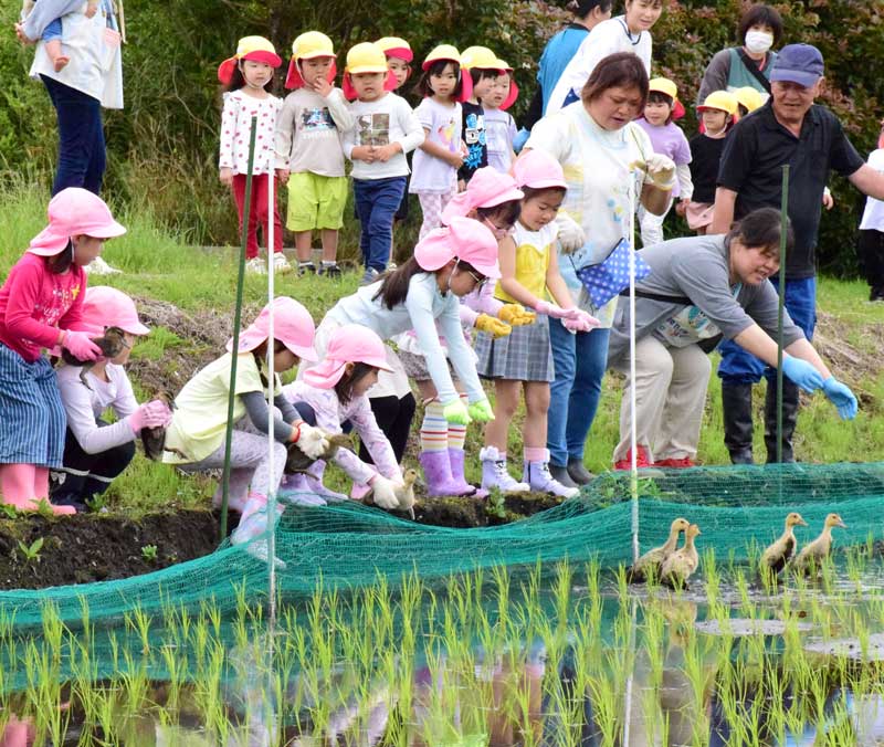 アイガモを水田に放つ園児ら＝９日、長生村
