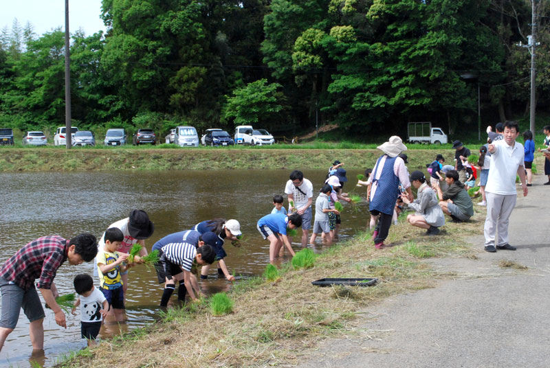 田植えをする参加者＝１１日、千葉市若葉区谷当町