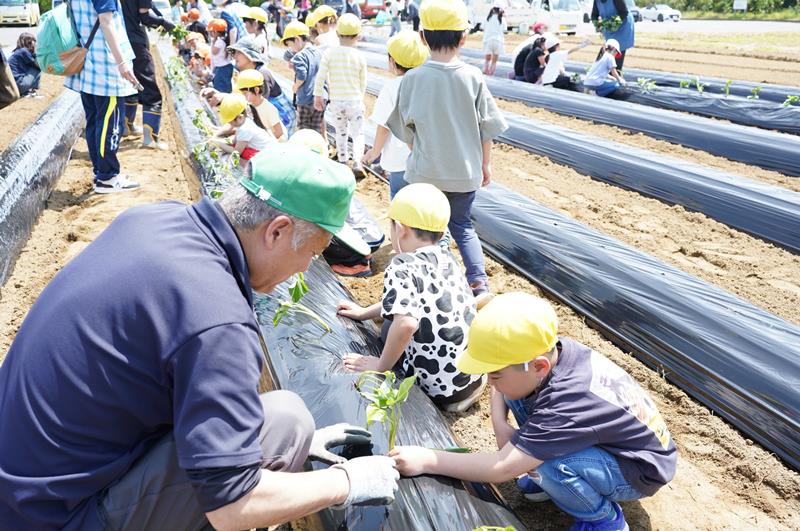 「大きく育ってね」とサツマイモ苗を植える子どもたち＝１５日、匝瑳市