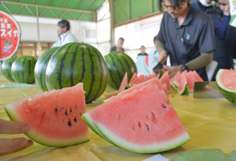 出荷が始まったばかりの富里スイカ。みずみずしい赤い果肉を持つ＝８日、富里市