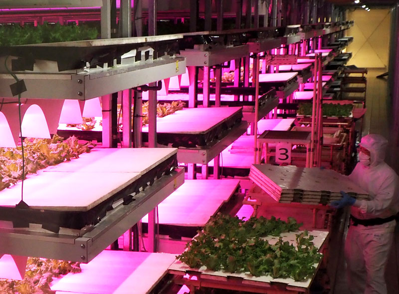 LEDに照射されて無農薬野菜の水耕栽培が行われている植物工場内=君津市